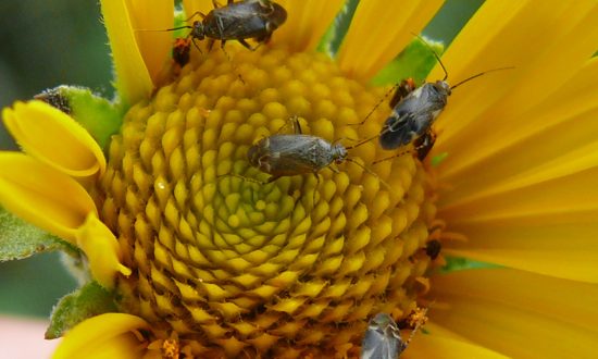 Pest Management in Sunflowers