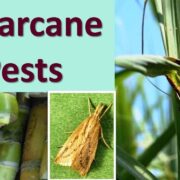 Pest Management in Sugarcane