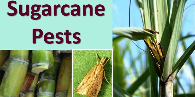 Pest Management in Sugarcane