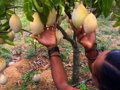 Intercrops in Mango Orchard