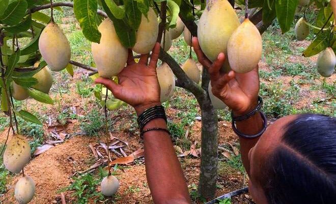 Intercrops in Mango Orchard