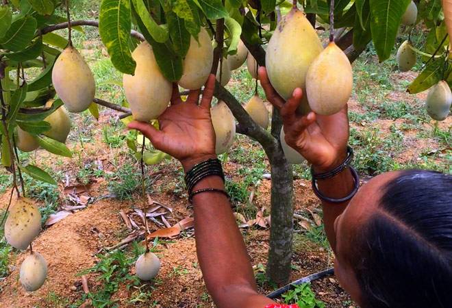 Intercrops in Mango Orchard