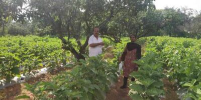 Intercrops in Mango Farms