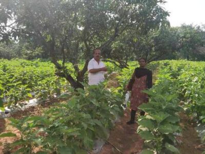 Intercrops in Mango Farms