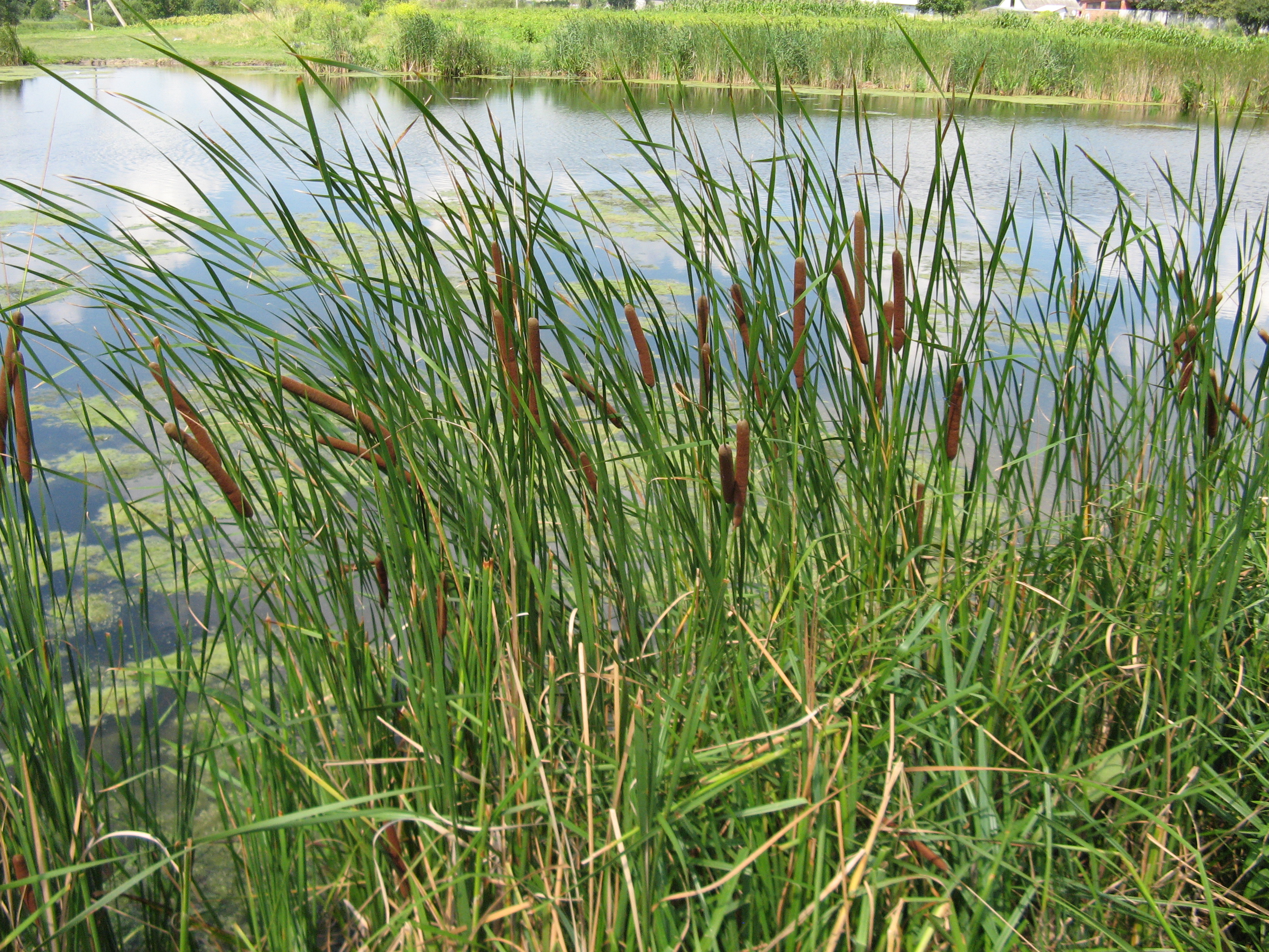 Jammu Grass Cultivation