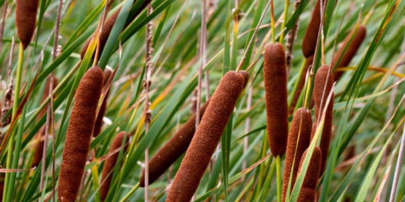 Jammu Grass