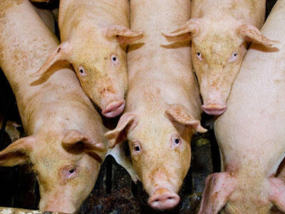 Japanese Encephalitis