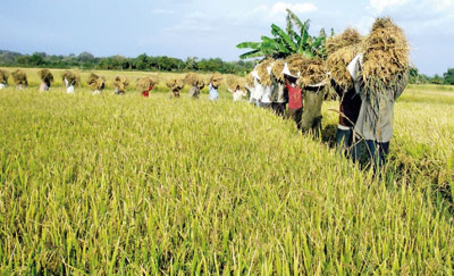 Late Harvesting