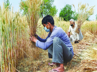 Harvesting