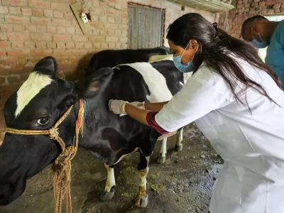 Lumpy Virus (Capri pox virus)