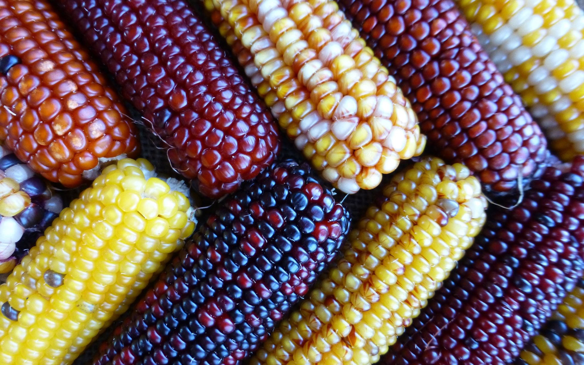 Maize By-products and Varieties