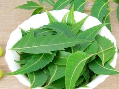 Medicinal Uses of Neem