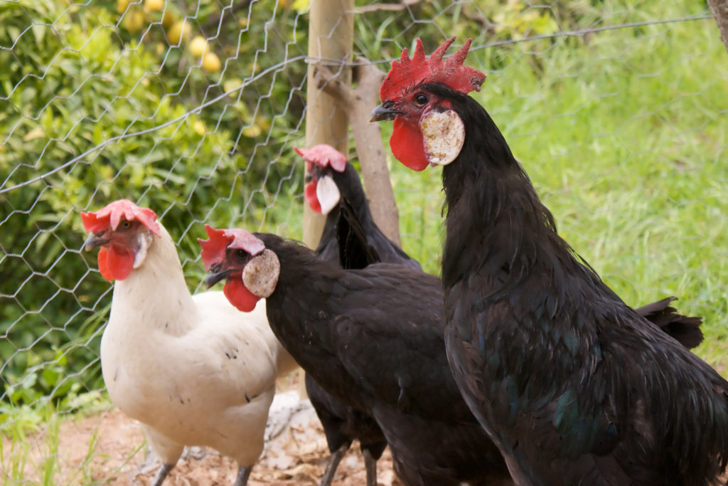 Mediterranean Chickens