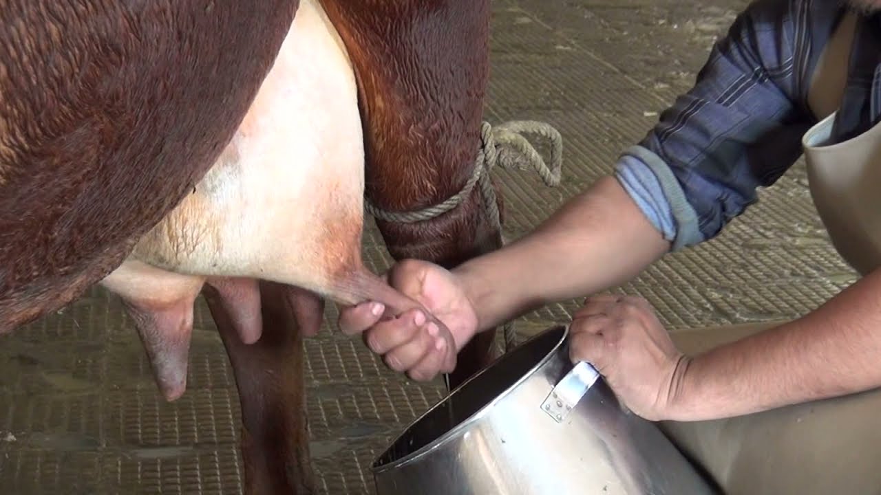 Milking Methods in Dairy Cattle