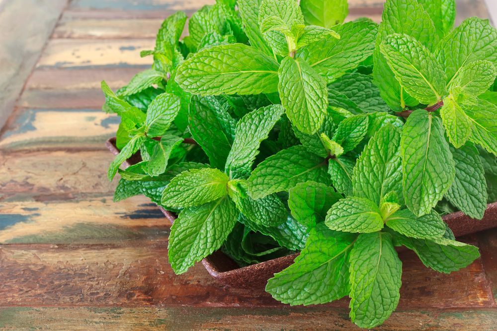 Mint Leaves Uses