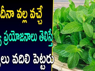 Mint Leaves Uses and Benefits