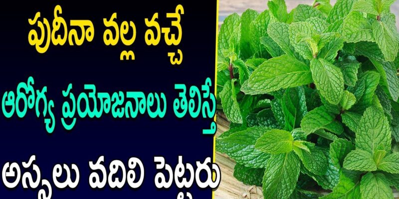 Mint Leaves Uses and Benefits