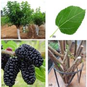 Mulberry Pruning Process