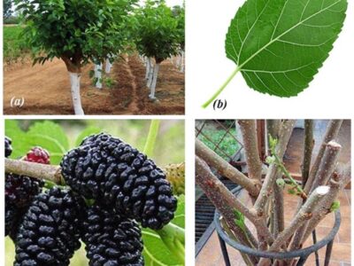 Mulberry Pruning Process