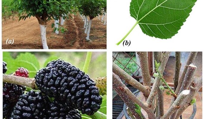 Mulberry Pruning Process