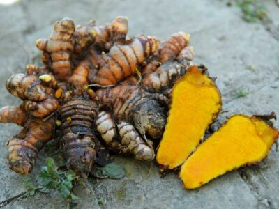 Turmeric Crop