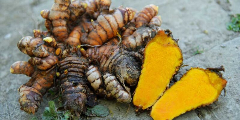 Turmeric Crop