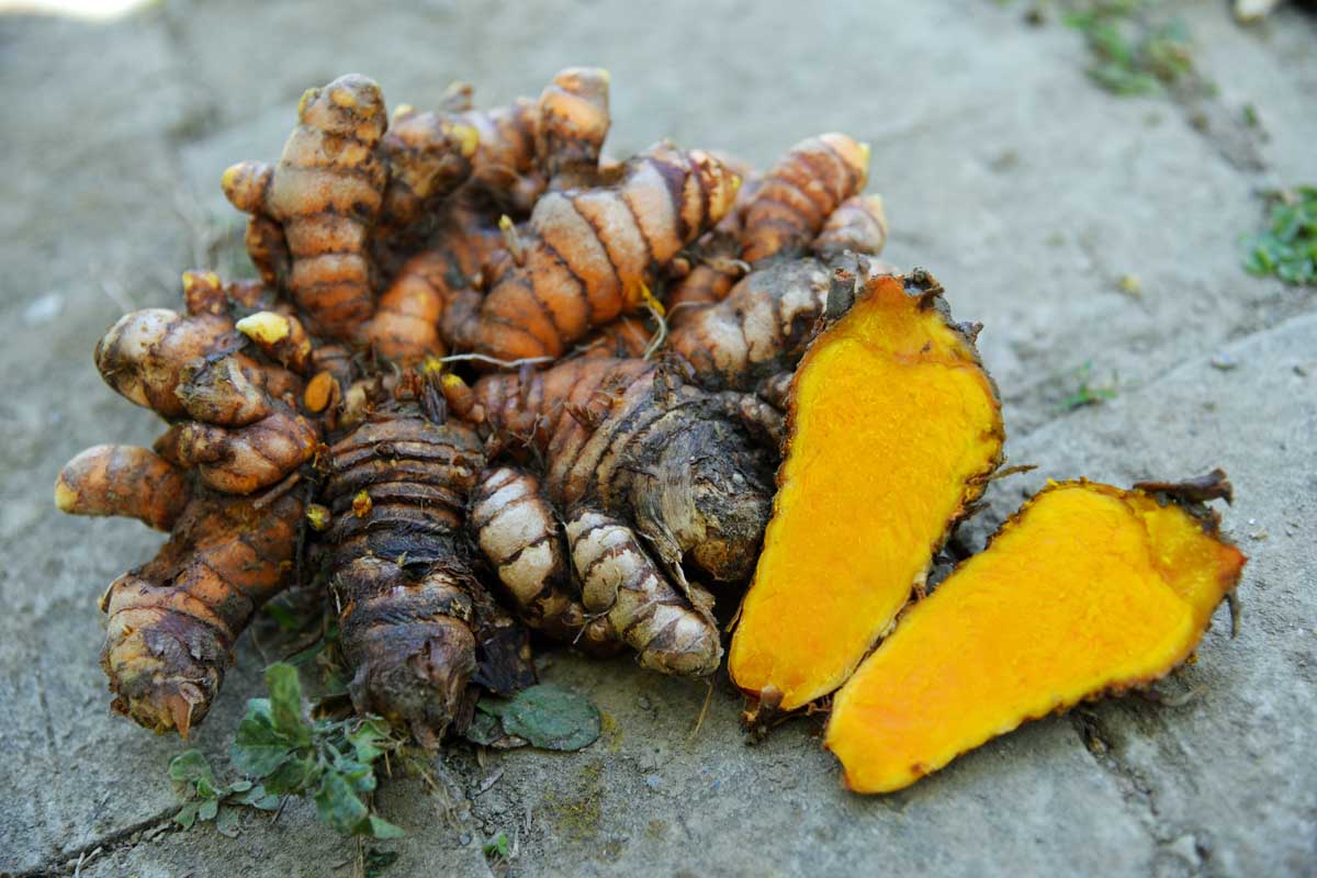 Turmeric Crop