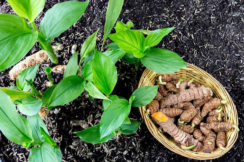 Nutrient Deficiencies in Turmeric Crop