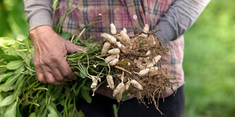 Weed Management in Oil Seed Crops