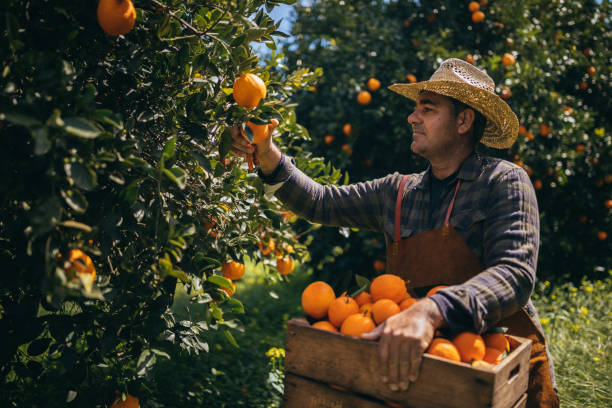 Orange Harvesting and Packaging