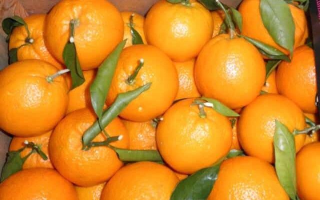 Oranges