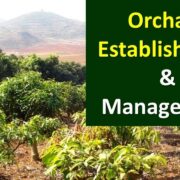 Orchard