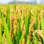Paddy Crop