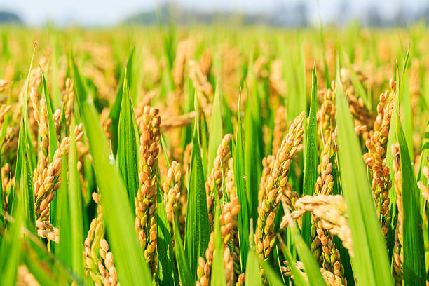 Paddy Crop