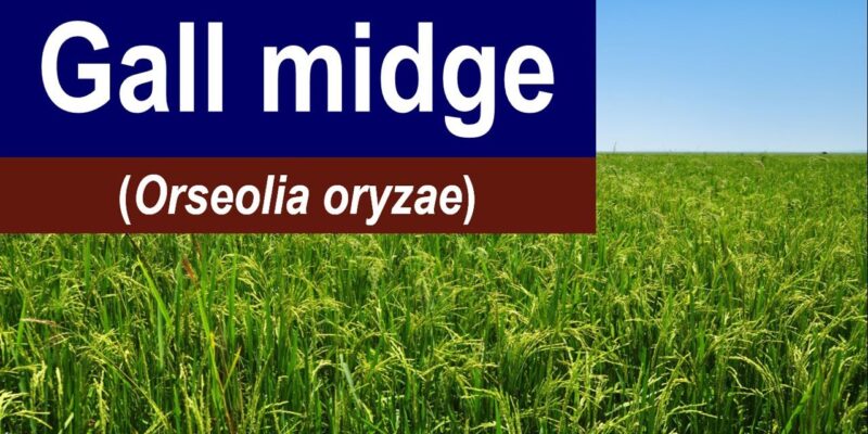 Gall Midge