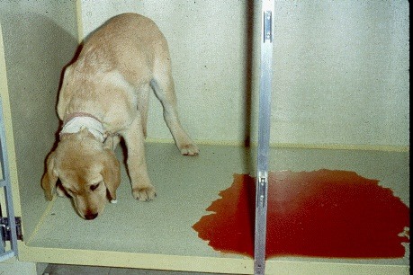 Parvo Viral Disease