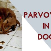 Parvo Viral Disease in Dogs