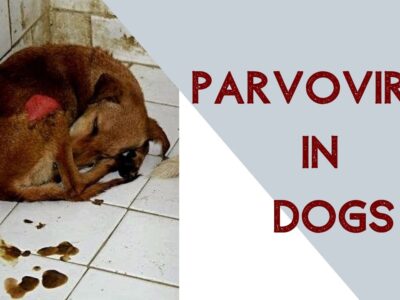 Parvo Viral Disease in Dogs