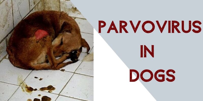 Parvo Viral Disease in Dogs