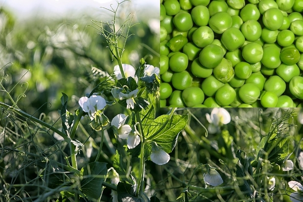 Pea Cultivation 