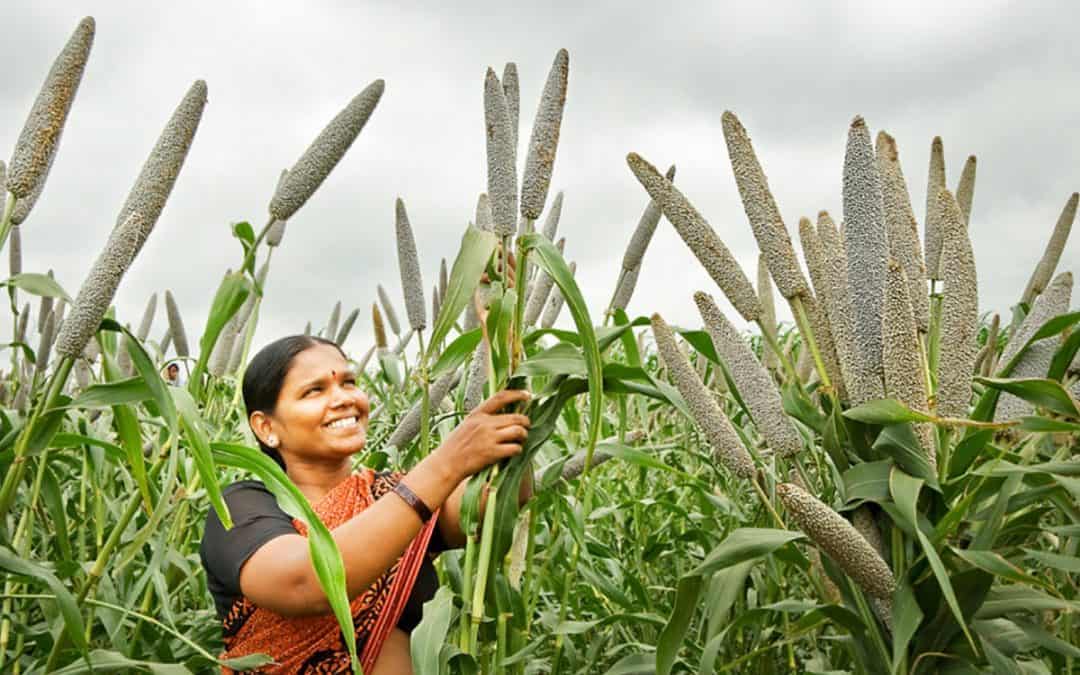 Pearl Millet Eruvaaka