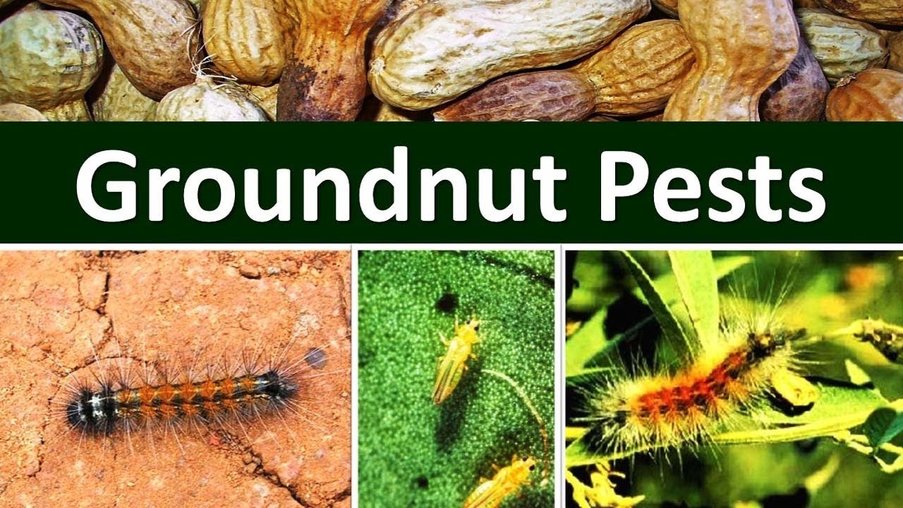 Pest Control Techniques In Groundnut Crop