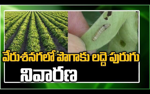 Pest Control In Groundnut Crop