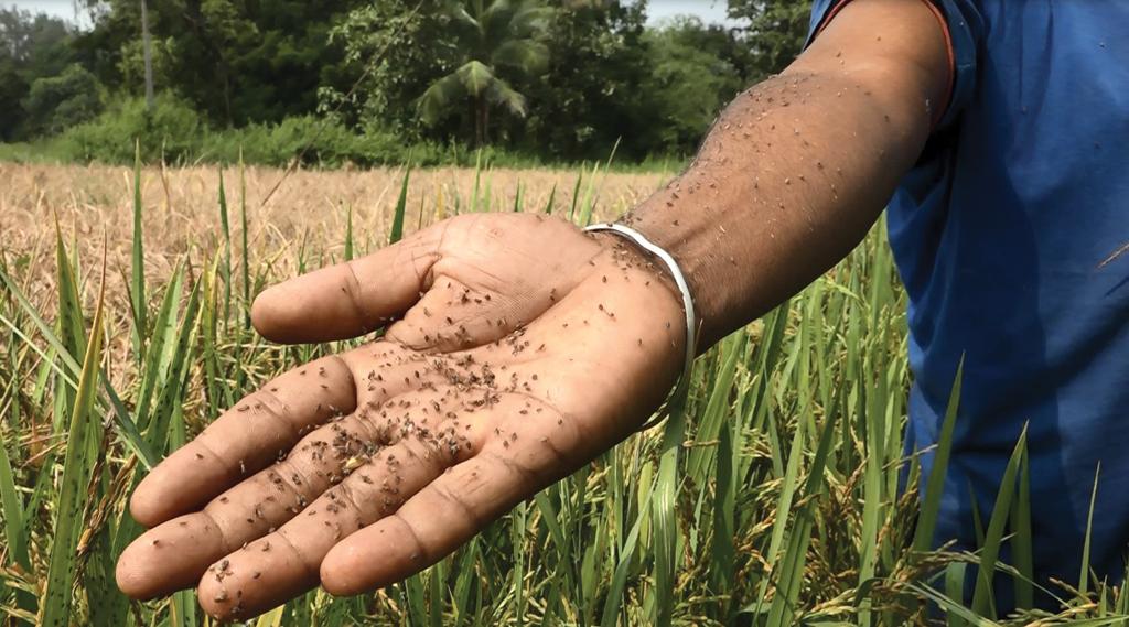 Pest Prevention in Monsoon Rice Cultivation