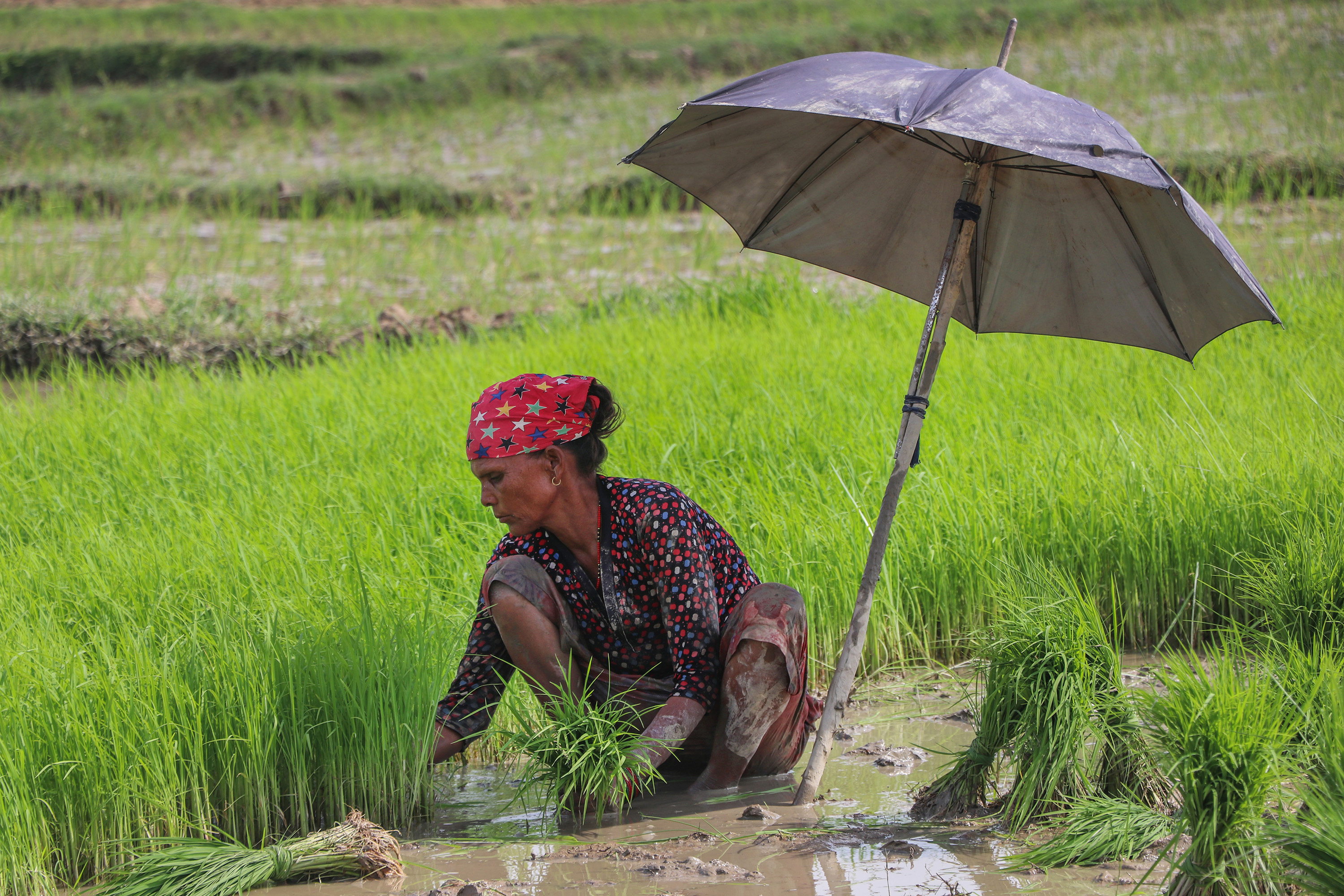 Monsoon Rice Cultivation