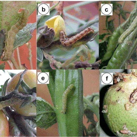 Pests and Diseases