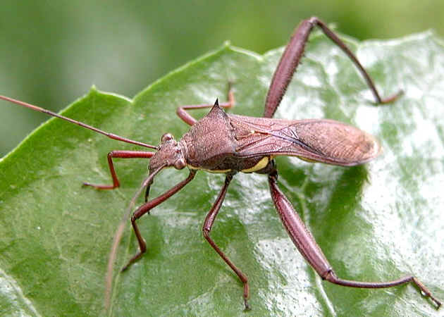 Pests in Redgram Cultivation