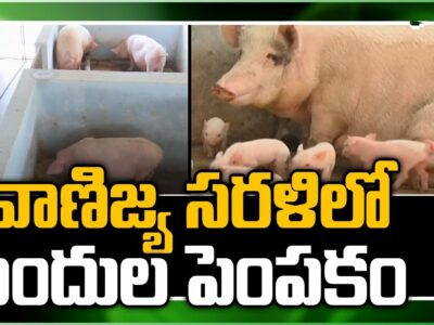 Pig Farming Methods