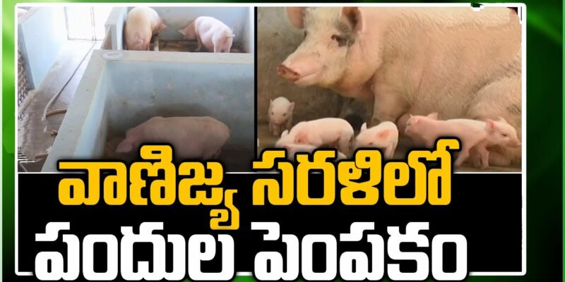 Pig Farming Methods