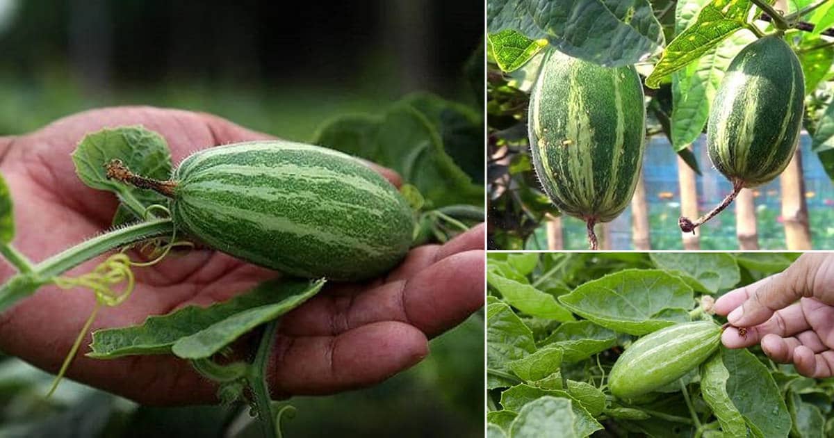 Pointed Gourd Cultivation (Parwal)
